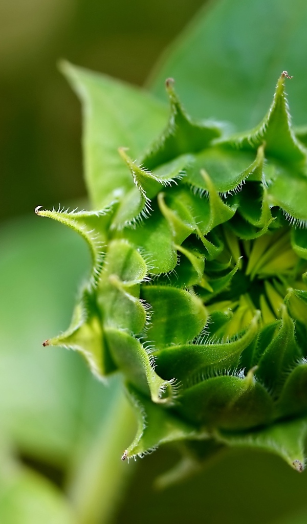 Зеленый нераспустившийся цветок подсолнуха