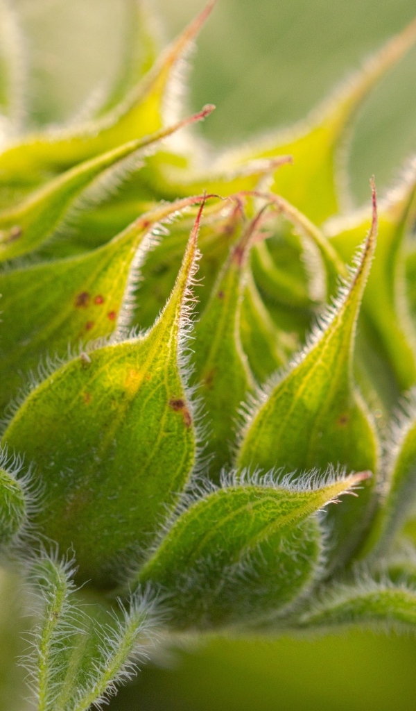 Зеленый нераспустившийся цветок подсолнуха