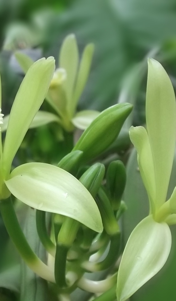 Зеленые цветы ванили на ветках