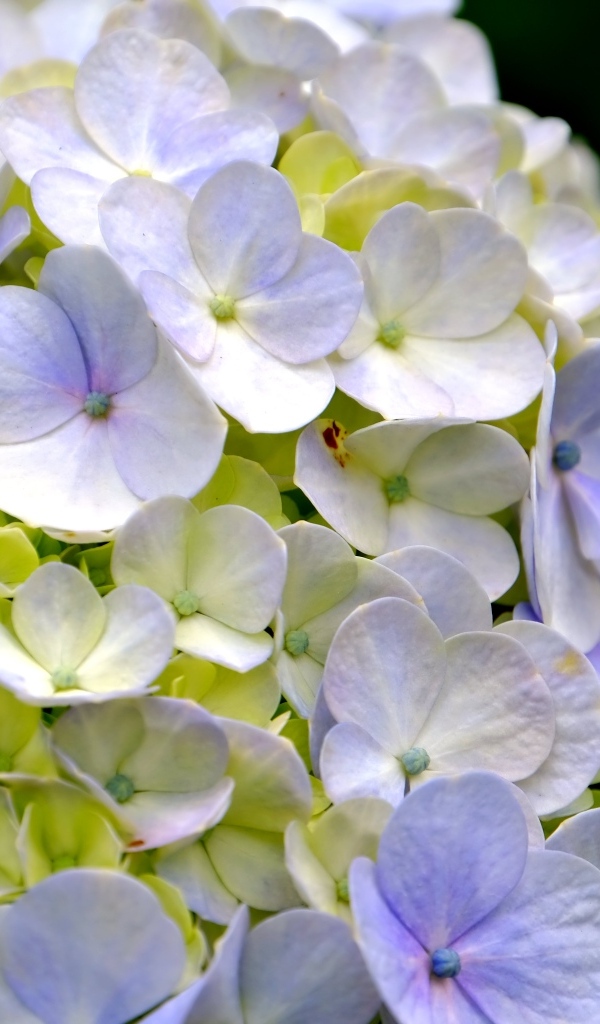 Цветы гортензии крупным планом