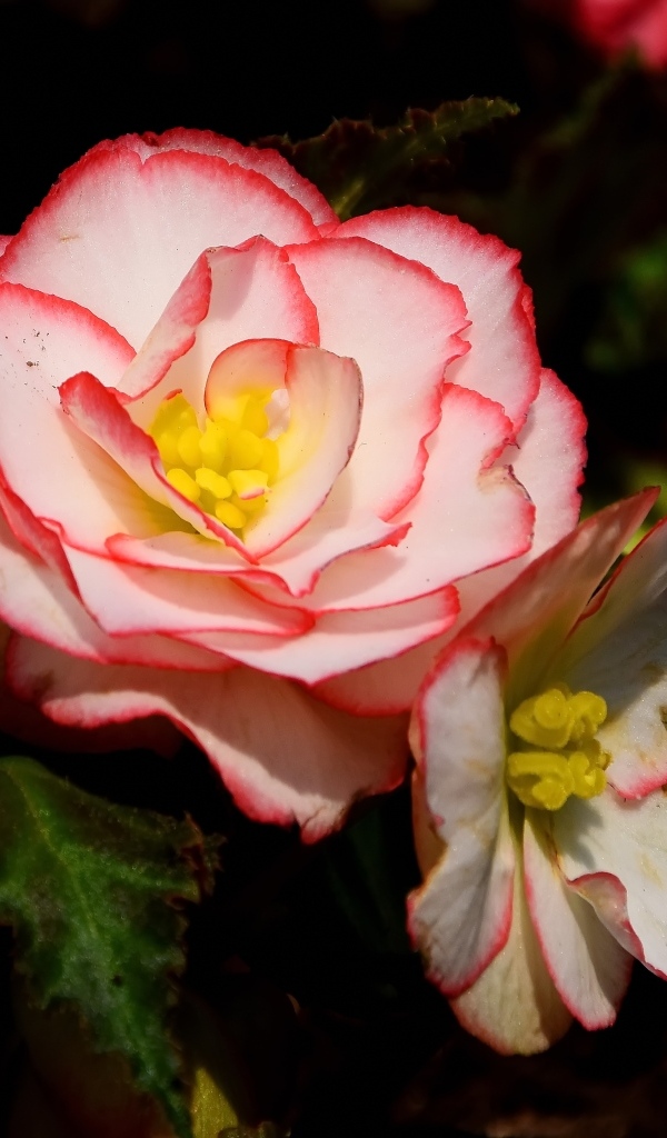 Комнатный цветок бегония крупным планом