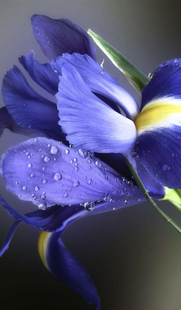 Цветок ириса в каплях росы крупным планом