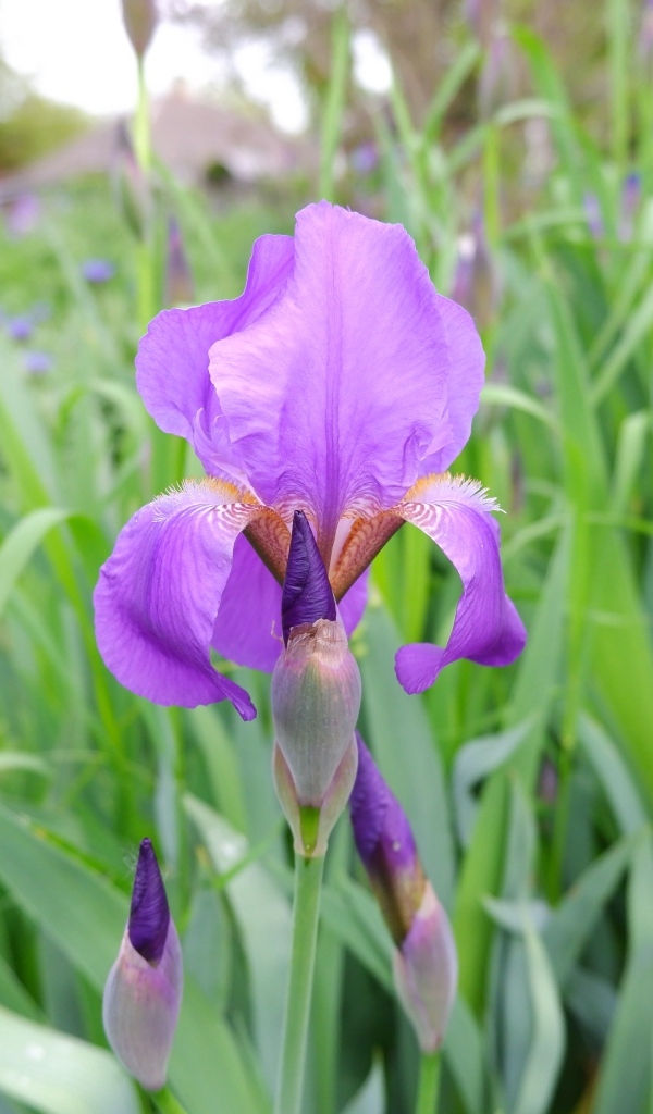 Цветы ирисы с бутонами на клумбе