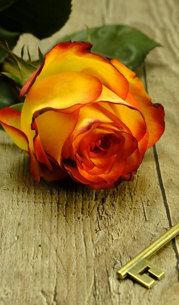 Ключ и оранжевая роза на деревянном столе