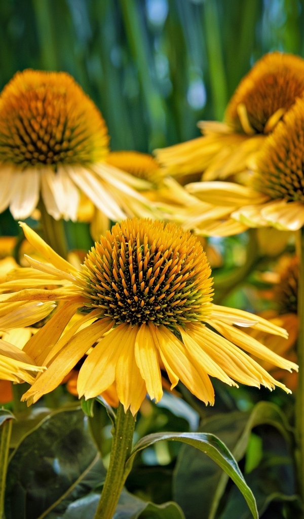 Крупные цветы эхинацеи крупным планом