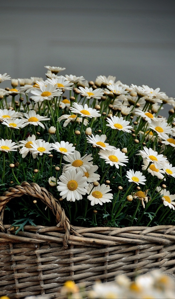 Большая корзина с цветами ромашки