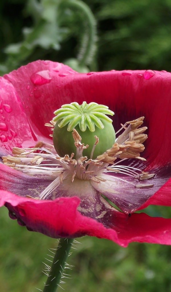 Большой распустившийся розовый мак