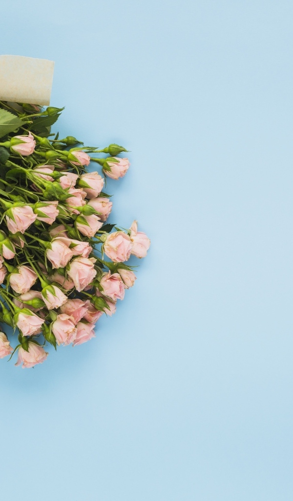 Большой букет розовых роз на голубом фоне