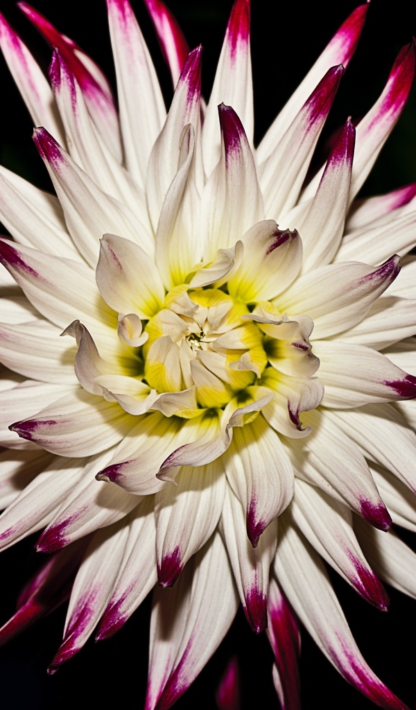 Крупный цветок георгина на черном фоне