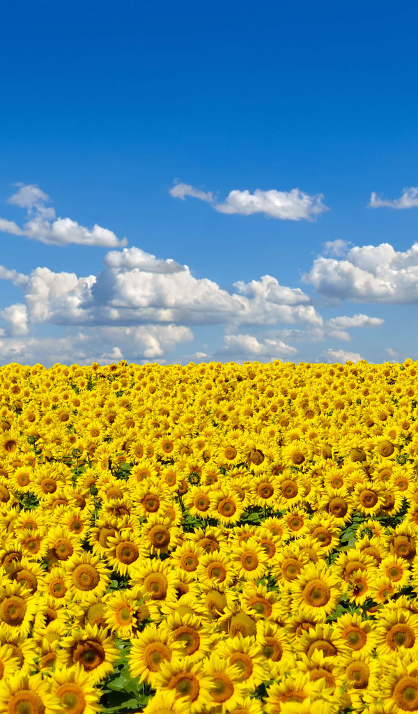 Большое поле желтых украинских подсолнухов