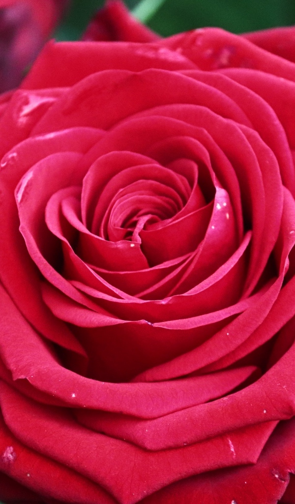 Крупная ароматная красная роза