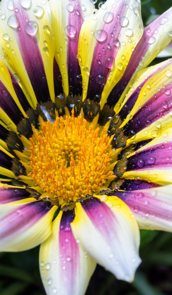 Большой цветок газания с каплями на лепестках