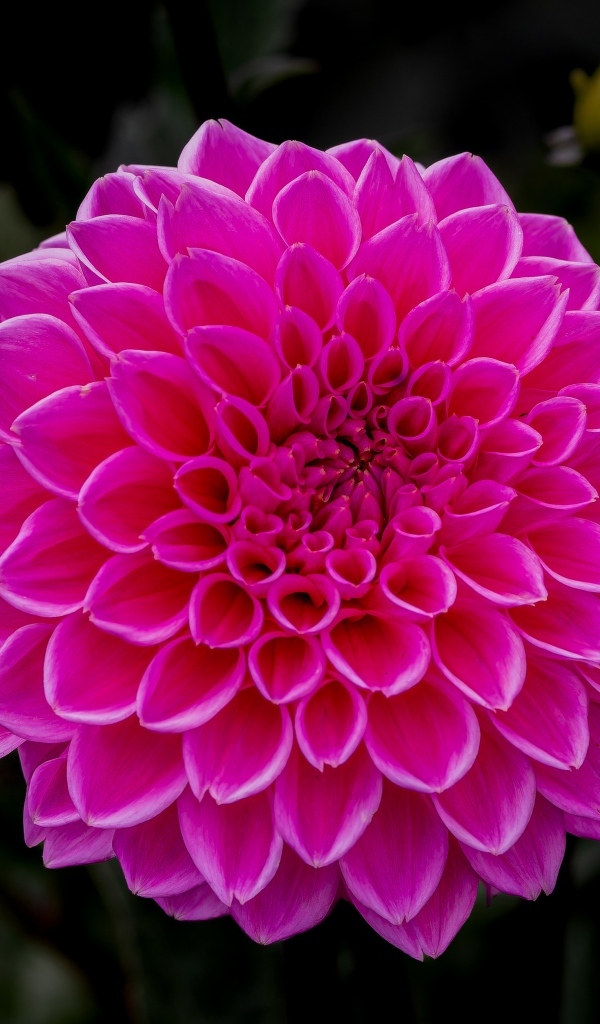 Большая пышная розовая георгина