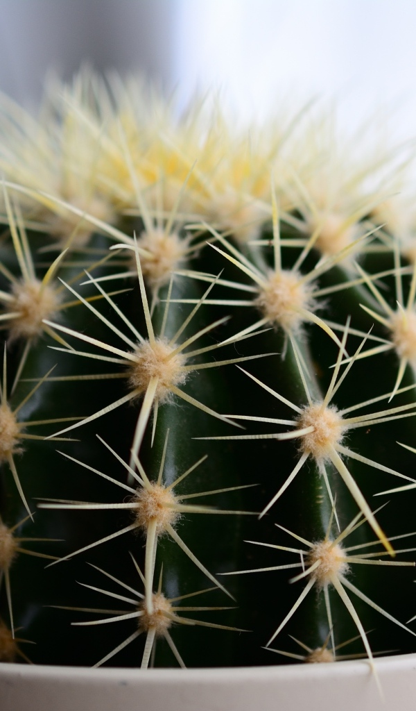 Большие иголки колючего кактуса