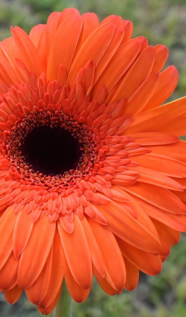 Крупный цветок оранжевой герберы