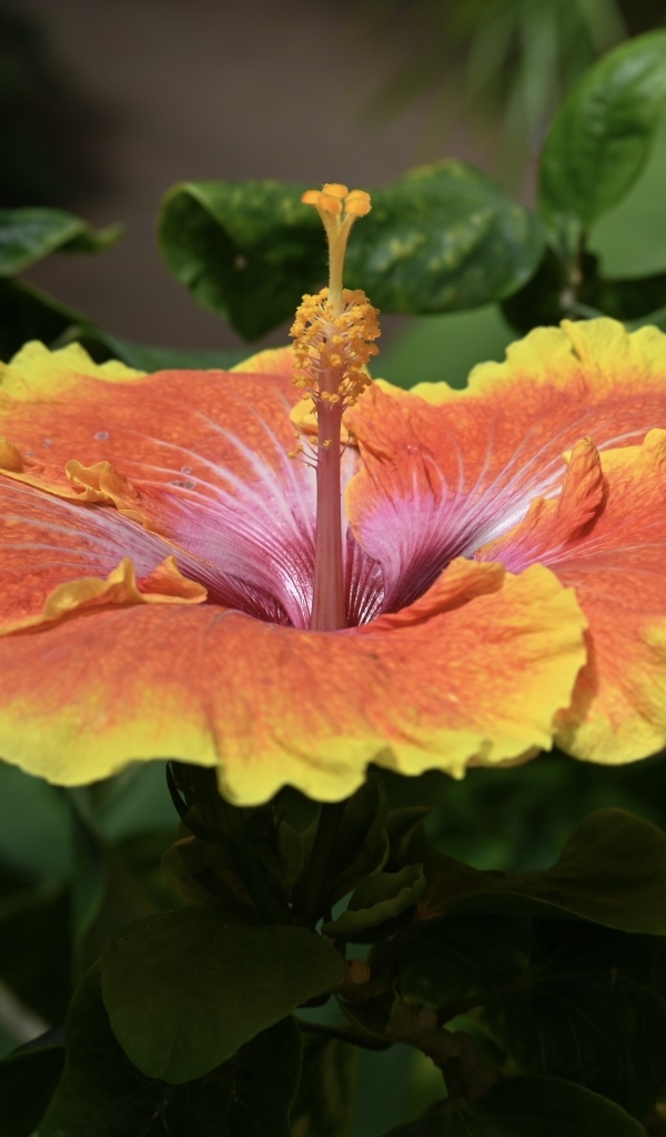 Большой оранжевый цветок гибискуса