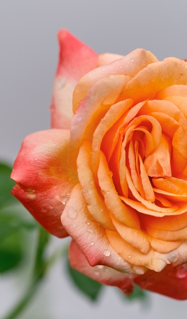 Крупная оранжевая роза в каплях росы