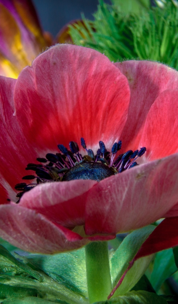 Крупный розовый цветок садового мака