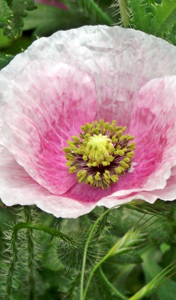 Большой розовый садовый мак в зеленых листьях