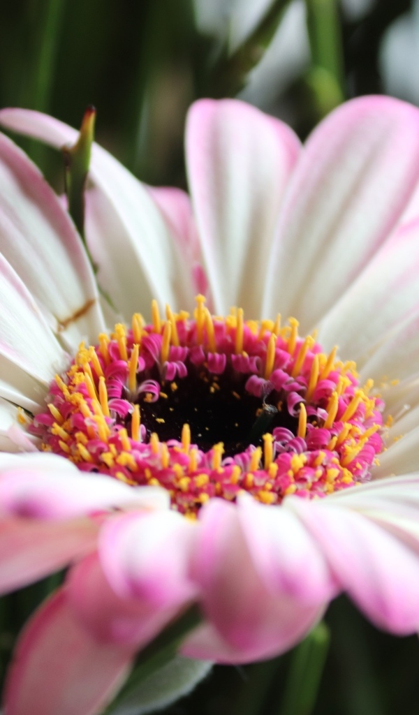 Большой розовый цветок гербера крупным планом