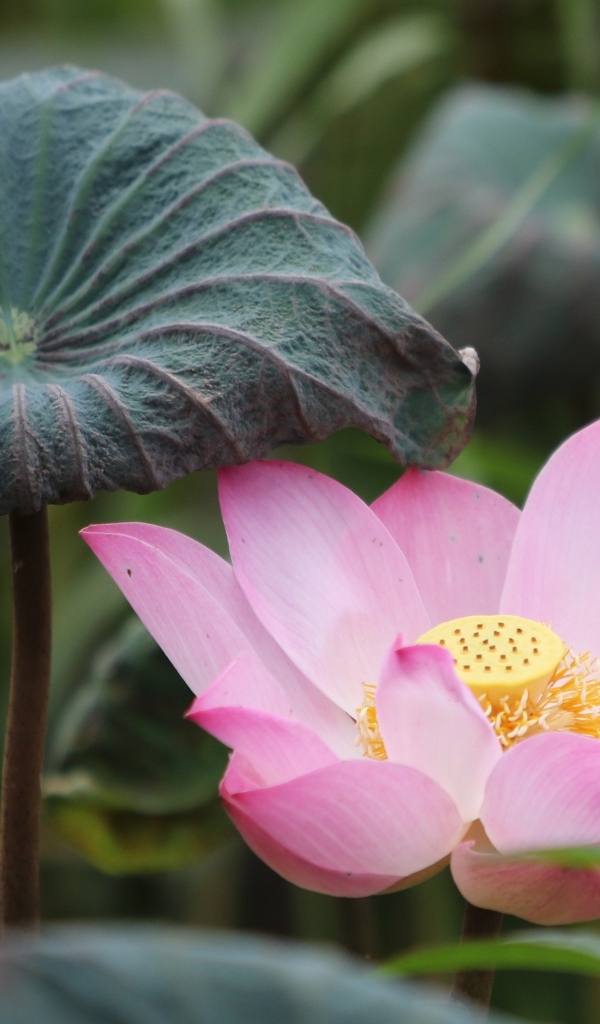 Большой цветок розового лотоса с листом