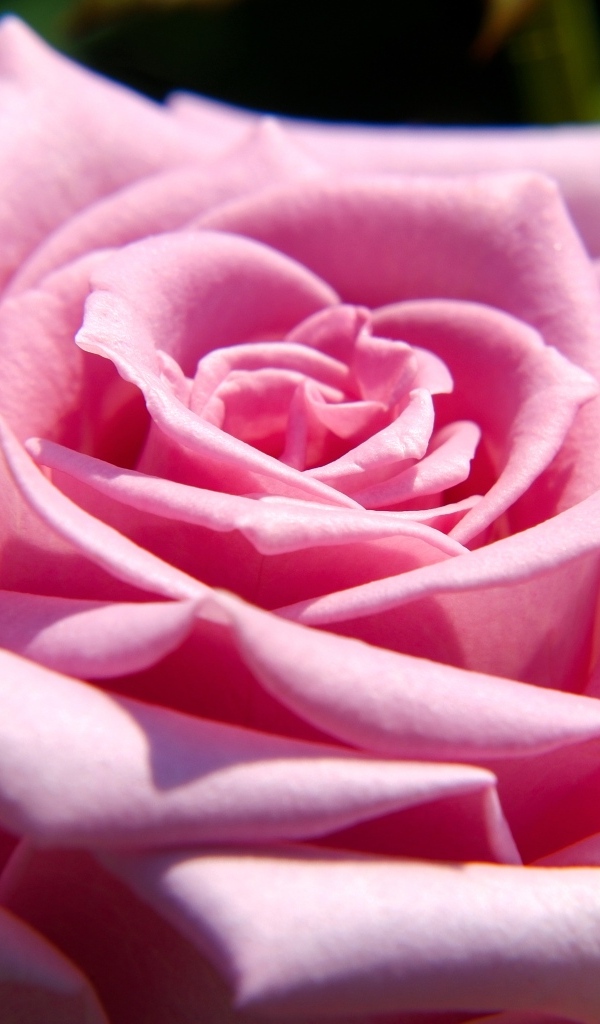 Крупная розовая роза вблизи