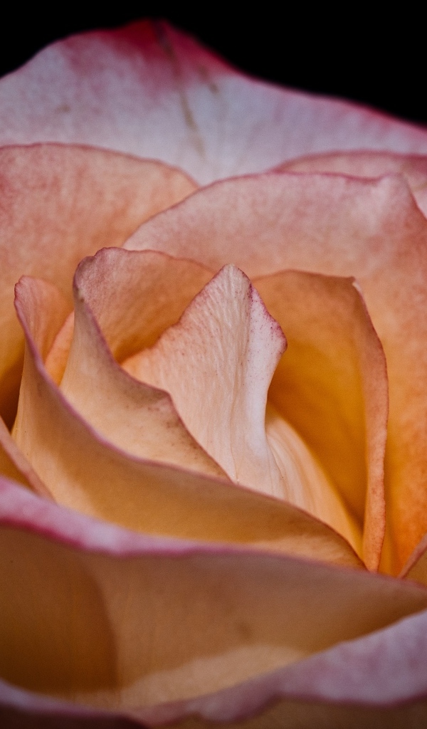 Большой розовый цветок розы на черном фоне