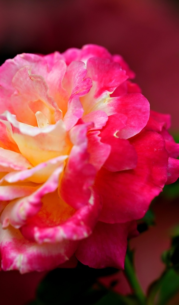 Крупная розовая роза с бутоном