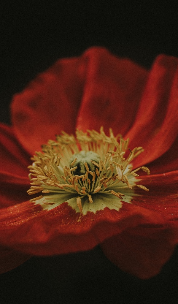 Крупный цветок красного мака на черном фоне