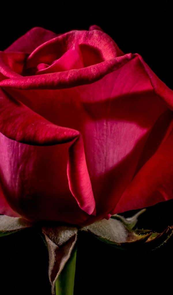 Большая красная роза крупным планом на черном фоне