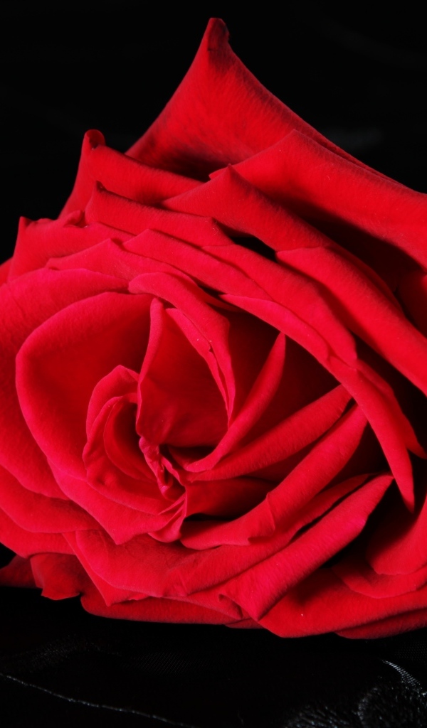 Крупная красная роза на черном фоне