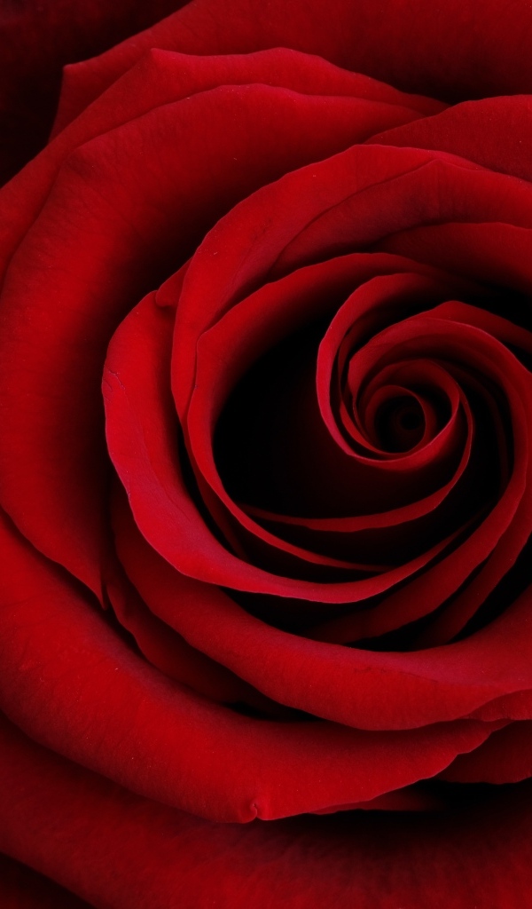 Крупные алые лепестки розы