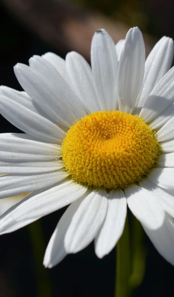 Крупная белая ромашка вблизи