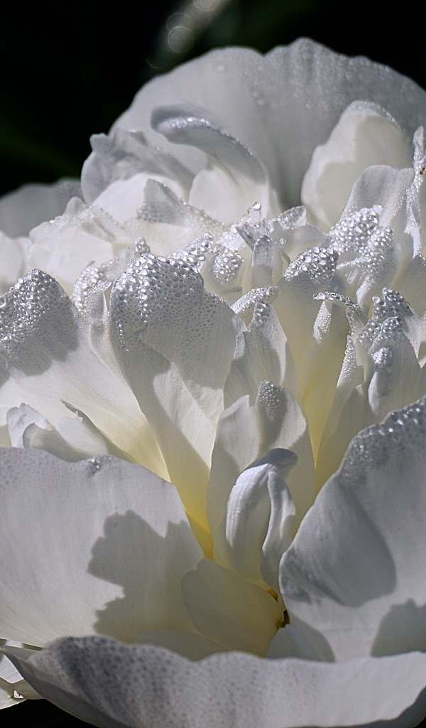 Большой белый цветок пиона крупным планом
