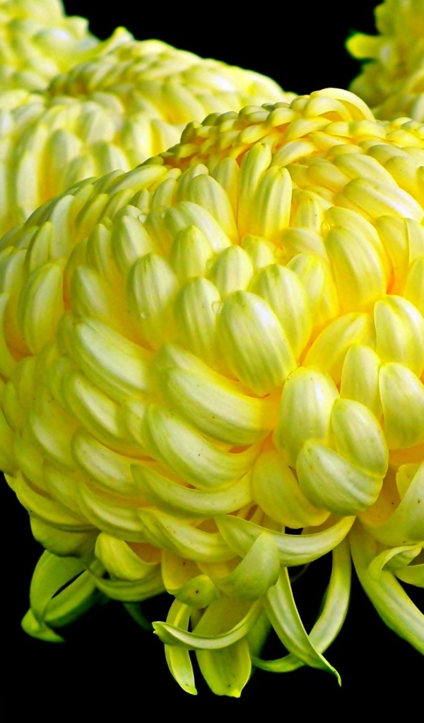 Большие желтые цветы хризантемы на черном фоне