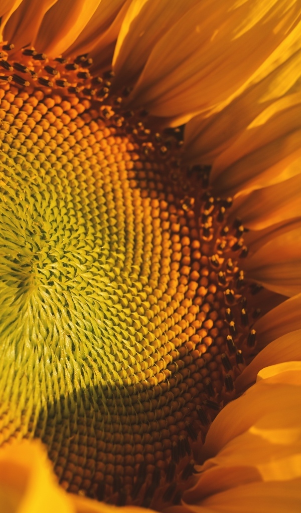 Большой желтый цветок подсолнуха в лучах солнца