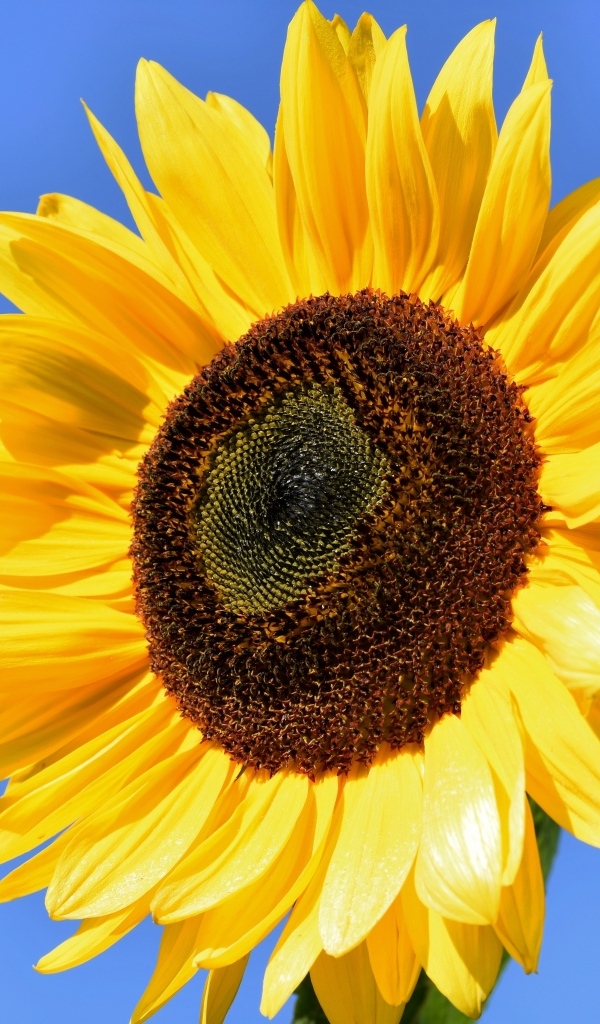 Большой цветок желтого подсолнуха на голубом фоне