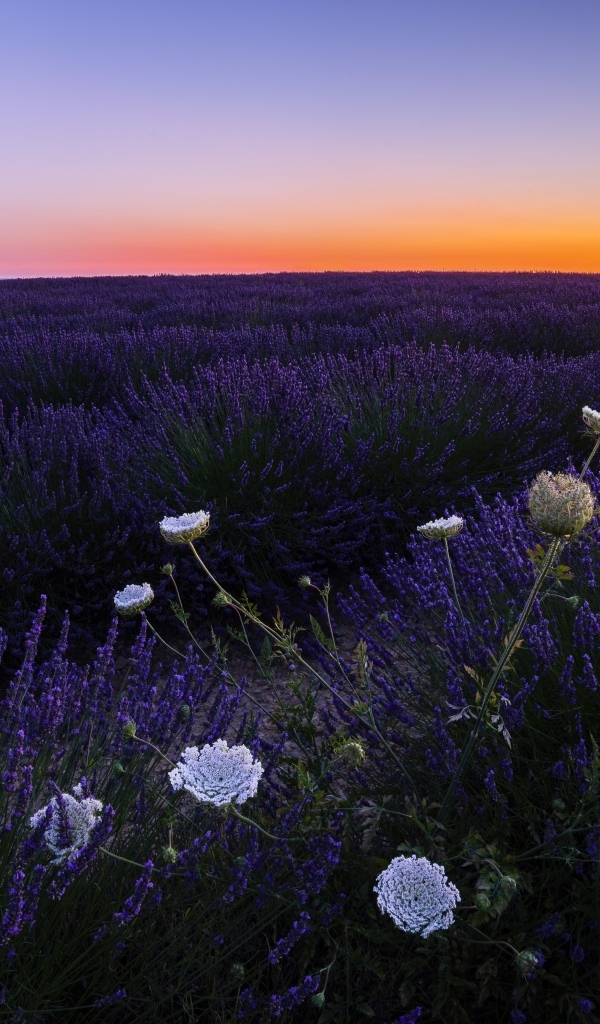 Лавандовое поле на закате солнца