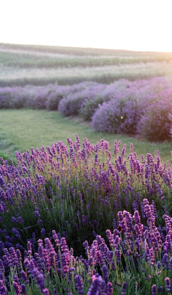 Поля лаванды на рассвете