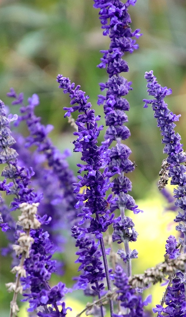 Цветы лаванды на поле 