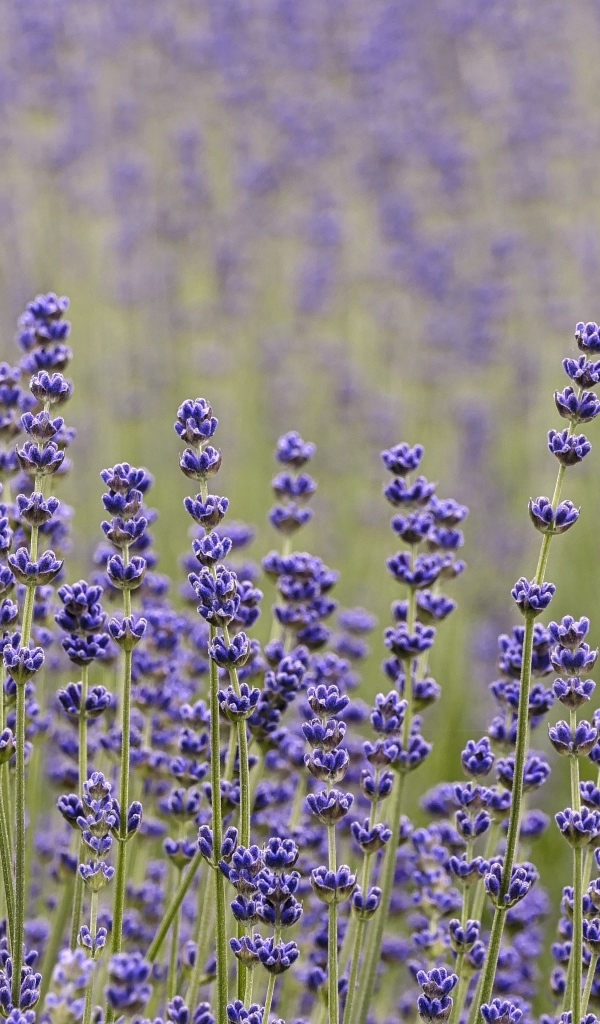 Лаванда на поле крупным планом