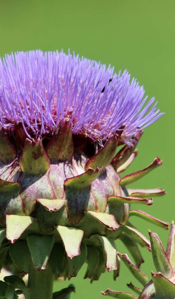 Сиреневый цветок артишока