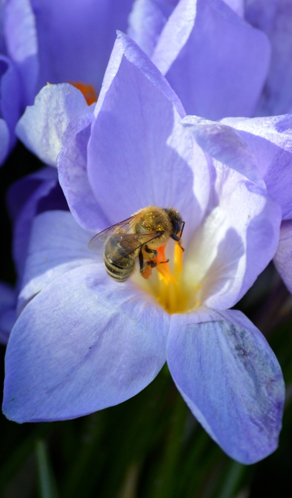 Сиреневый цветок крокуса с пчелой