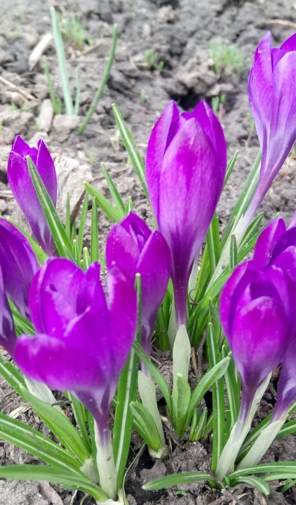 Сиреневые крокусы на черной земле
