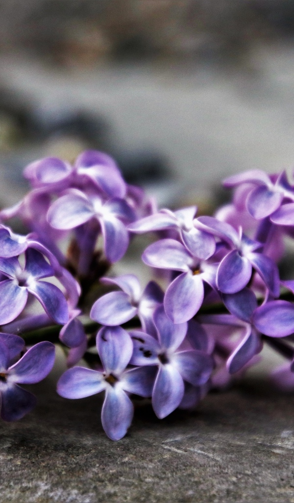 Цветок сирени на сером асфальте