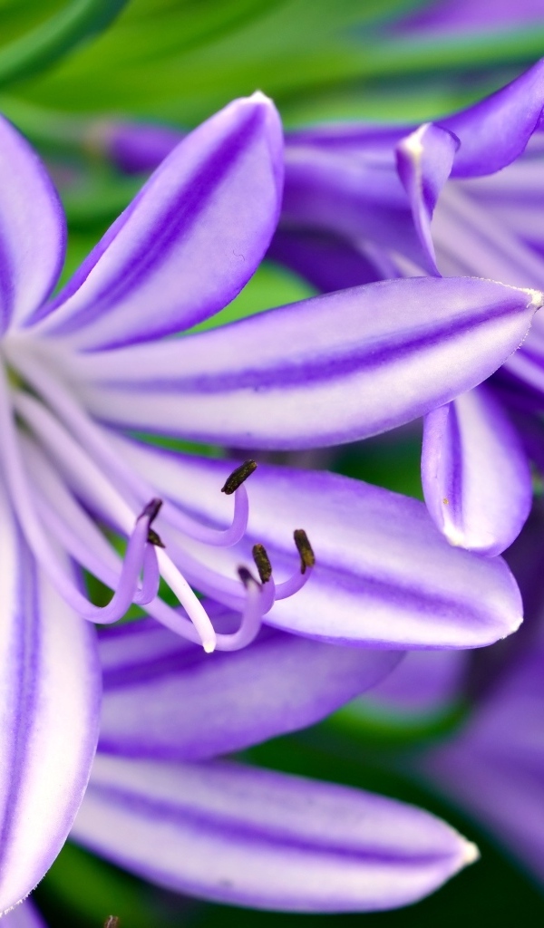 Сиреневые цветы африканская лилия