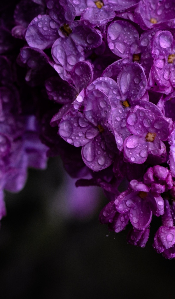 Цветы сирени в каплях росы крупным планом