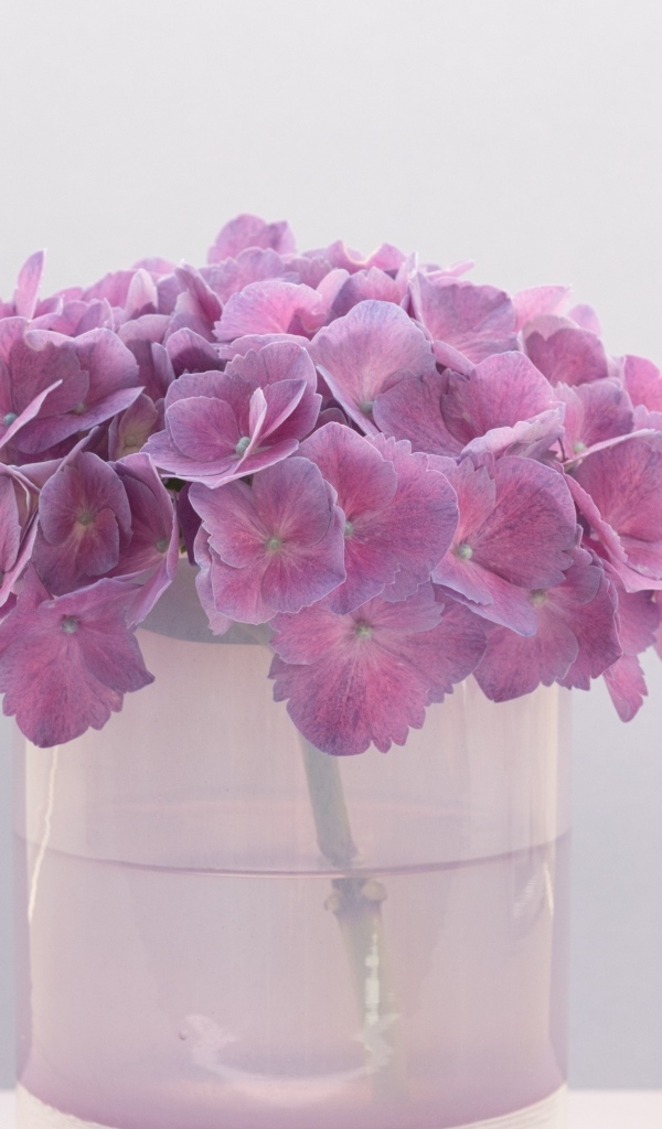 Сиреневые цветы гортензии в вазе