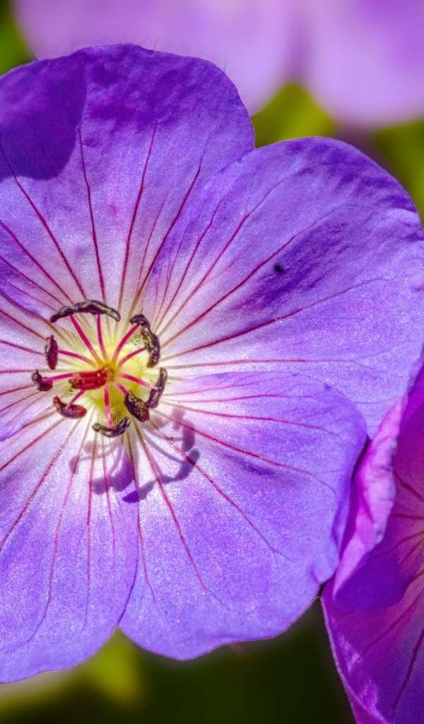 Сиреневые цветы флокса крупным планом