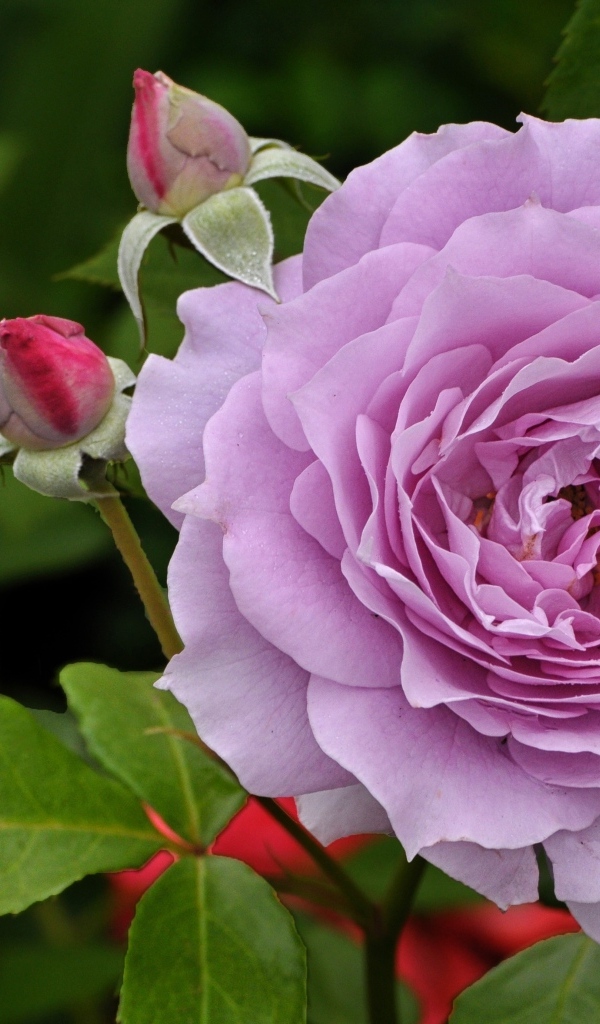 Сиреневая роза с бутонами крупным планом